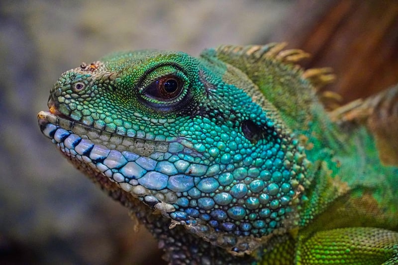 Dragon Kisses Capture